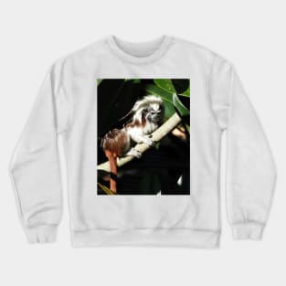 Cotton-top Tamarin Crewneck Sweatshirt